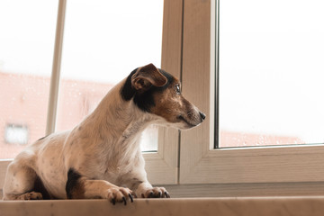 Hund liegt bei schlechtem Wetter auf der Fesnterbank und schaut nach draußen - Jack Russell...