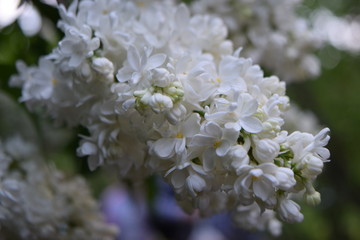 lilac