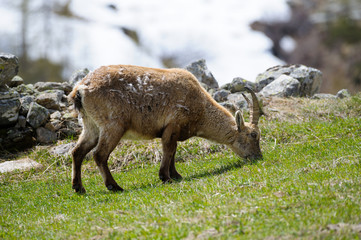 Stambecco delle Alpi (Capra Ibex) ripreso nel Parco Nazionale del Gran Paradiso.