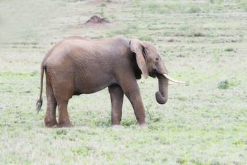 Wild Elephant  in a Lush Tanzania Landscape with Grass