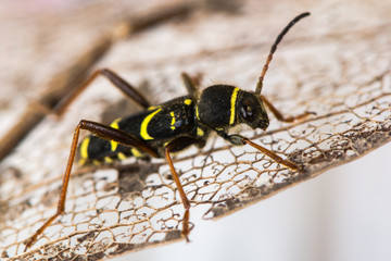 Wasp beetle (Clytus arietis) on leaf. A striking yellow and black wasp mimic in the family Cerambycidae, displaying Batesian mimicry