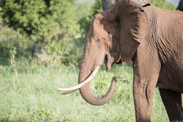 Obraz premium Wild Elephant Covered with Red Mud Eating Grass in a Lush Tanzania Landscape