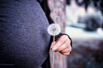 Schwangere Frau hält Pusteblume vor dem Babybauch