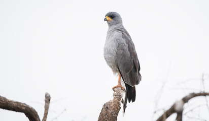 Eastern Chanting Goshawk (Melierax poliopterus) on a Tree Limb in Northern Tanzania