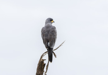 Eastern Chanting Goshawk (Melierax poliopterus) on a Tree Limb in Northern Tanzania