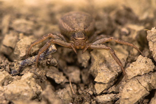 Xysticus bifasciatus spider head on. Female crab spider in the family Thomisidae at ground level in limestone grassland