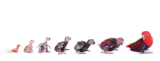 Naklejka premium Eklektyczne pisklęta papug od wyklucia do dorosłości