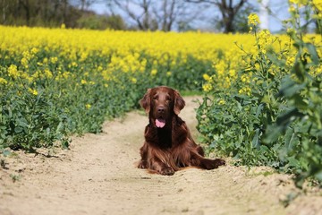 Flat coated retriever im Rapsfeld