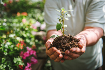 florist man holding soil in his hands. A sprout in the hands of a flower grower.