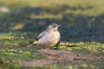 Obraz premium Grey wagtail (Motacilla cinerea) fledgling. Juvenile bird in the family Motacillidae, with downy feathers blowing in wind