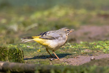 Grey wagtail (Motacilla cinerea) fledgling calling. Juvenile bird in the family Motacillidae, calling to parent for feeding
