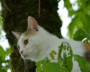 Katze