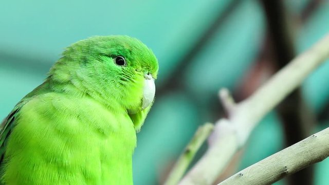 Tuim. (Forpus xanthopterygius)