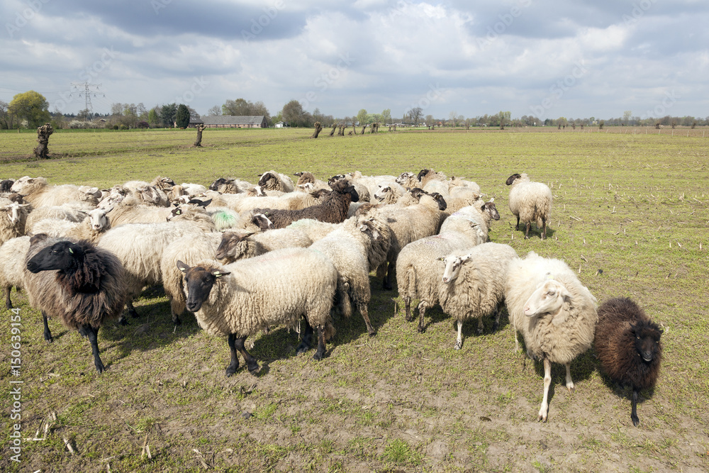 Wall mural flock of sheep in dutch meadow near woudenberg in the province of utrecht