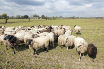 Obraz premium flock of sheep in dutch meadow near woudenberg in the province of utrecht