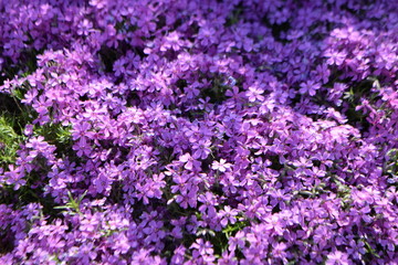 Fototapeta premium Flowers phlox's