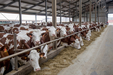 Dairy cows in a free livestock stall 