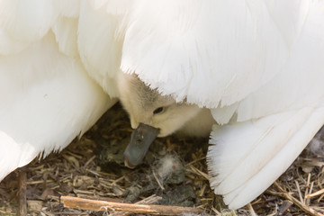 Mute swan (Cygnus olor) cygnet under mother's wing. Young chick nestled under feathers of mother's...