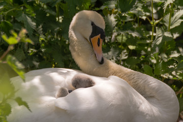 Mute swan (Cygnus olor) cygnets on pen. Young chicks nestled in feathers on back of mother on nest