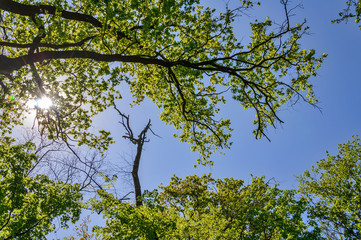 Birch forest on the sky background. Green trees on blue sky background