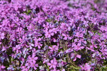 Obraz premium flower