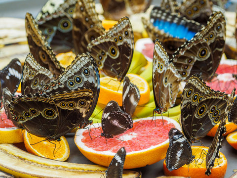 Butterflies feeding on fruit