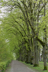 Tree-lined Road thru the Park