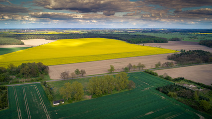 Obraz premium Rapsfeld 1