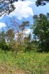 Wild healing plant celandine with yellow flowers. Glade with a growing celandine in the forest photo with the fisheye