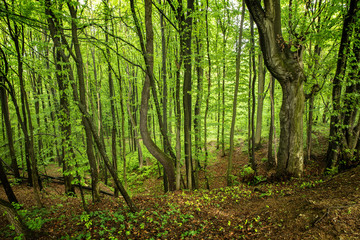 Obraz premium Forest trees in Carpathians mountains in Ukraine