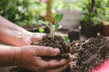 florist man holding soil in his hands. A sprout in the hands of a flower grower.
