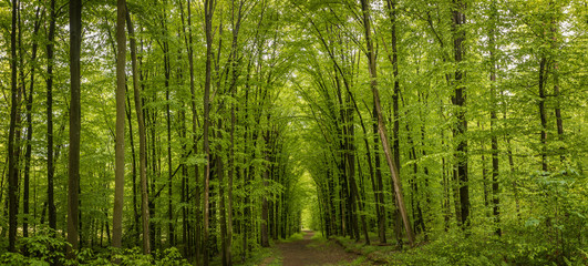 Obraz premium Forest trees in Carpathians mountains in Ukraine