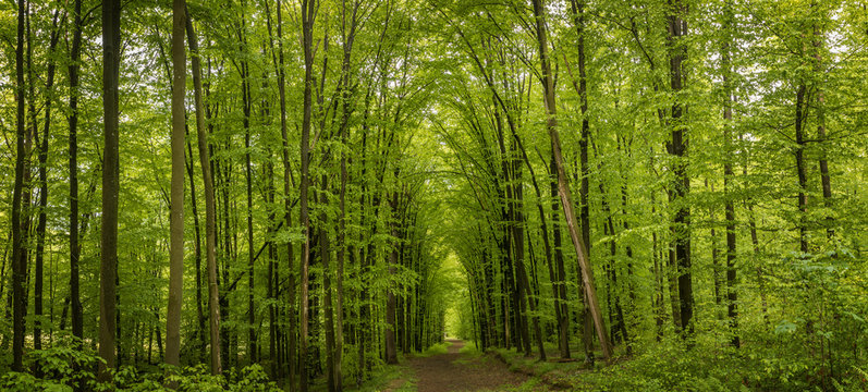Fototapeta Forest trees in Carpathians mountains in Ukraine