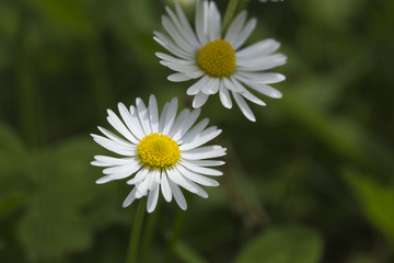 Fototapeta premium Bright white flowers on a blurred green background.