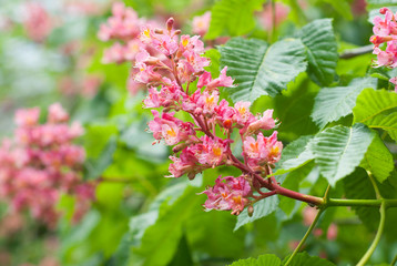 Pink chestnut tree blossoms
