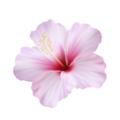 Реалистичный розовый гибискус, китайская роза.