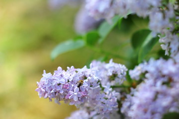 Flowering lilac in the city Park