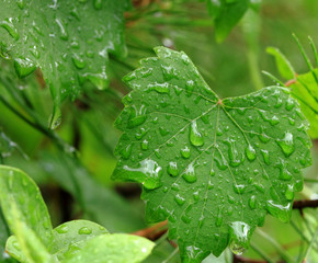 Forest leaves after rain