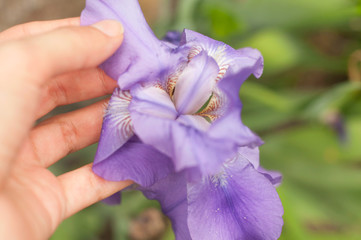 A young girl keeps in your hand a beautiful Iris flower