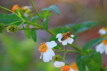 Honey bee