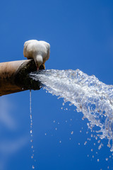 Thirsty dove
