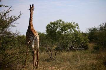 Giraffe in Bush
