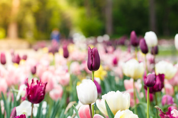 Feld mit Tulpen an einem sonnigen Frühlingstag in einem Park, blurry, low focus