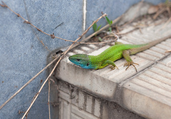 Colorful lizard looks at photographer