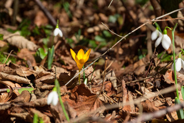 Beautiful spring crocus in the wood