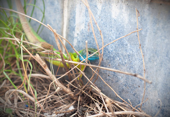 Colorful lizard gets scared in the bush