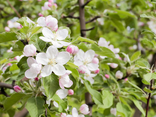 Pink flowers and buds of an Apple tree. Flowering gardens in may.