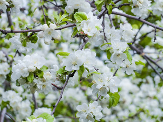 Branches of a blossoming Apple tree.