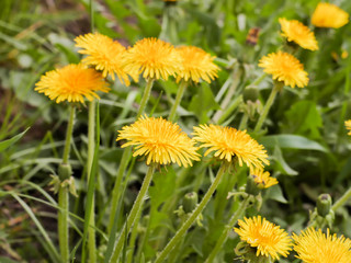 Obraz premium Flowering dandelions in may.