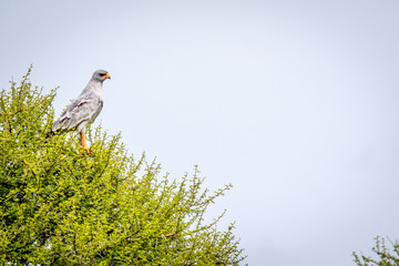 Pale-chanting goshawk in a tree.